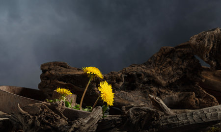 Dandelion flowers sprouted among dry driftwood. Concept on the theme of ecology and life. Copy space.の写真素材