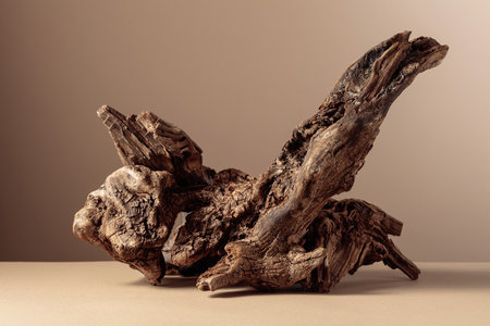 Old dry wooden snag on a beige background. Place your product in the foreground. Copy space.の写真素材