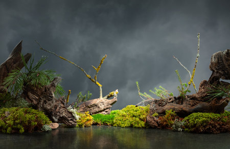 Abstract north nature scene with a composition of lichen, moss, pine branches, and snags. Background with copy space.の写真素材