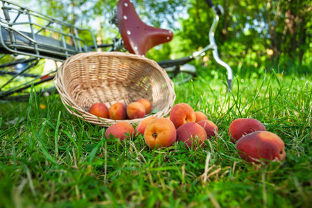 Scattered apricots on a grass in the summer garden.の写真素材