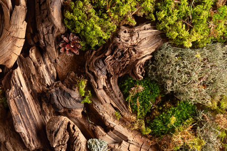 Abstract north nature scene with a composition of lichen, moss, and old snags. Top view.の写真素材