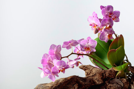 Violet orchid on an old wooden snag. White background with copy space.の写真素材