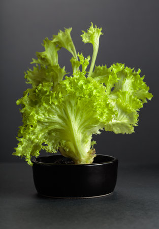 Fresh green lettuce leaves on a black background.の写真素材
