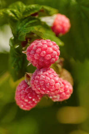Close-up of ripening red raspberries on the vine. Natural light, summer sunny day.