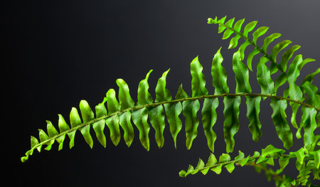 Green fern plant on a black background. Copy space.