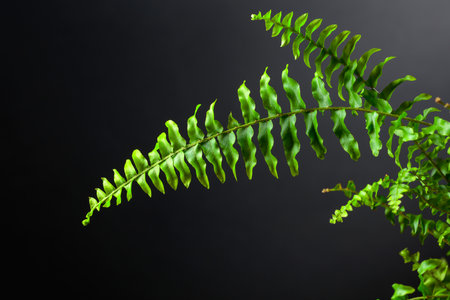 Green fern plant on a black background. Copy space.の写真素材