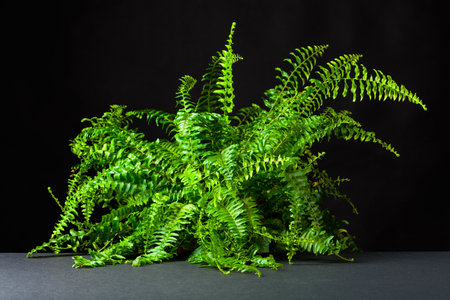 Lush green fern plant with rich foliage on a black background.の写真素材