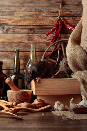Rat on a table with old kitchen utensils in a wooden shed.の写真素材