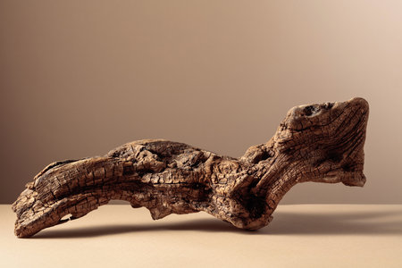 Old dry wooden snag on a beige background. Place your product in the foreground. Copy space.の写真素材