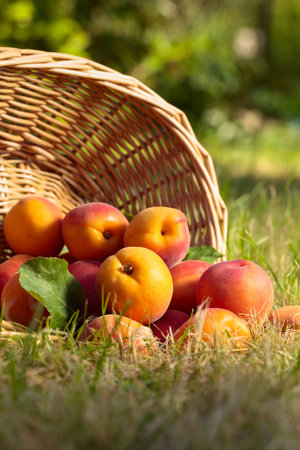 Juicy fresh apricots on the grass in the garden.の写真素材