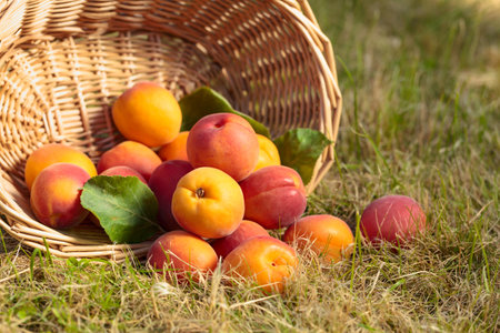 Juicy ripe apricots on the grass in the garden.の写真素材