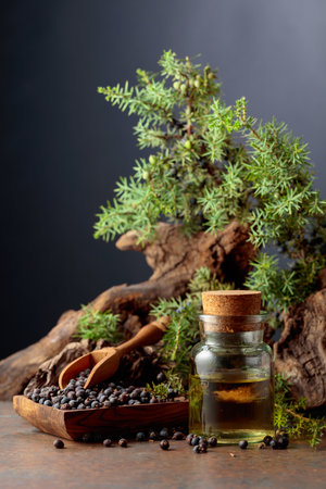 Juniper berry essential oil, berries, and green branches with old wooden snags.の写真素材