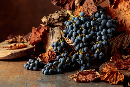 Blue grapes dry bunch and dried up vine leaves on a brown rustic background.の写真素材