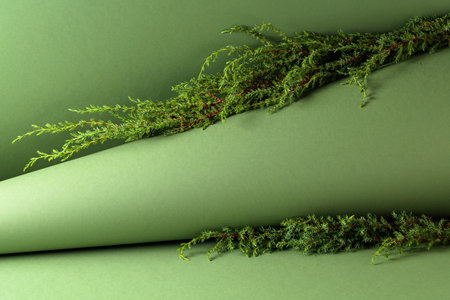 Juniper branches on a green background. Mockup for eco products advertising. Copy space.の写真素材
