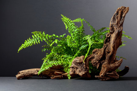 Natural decorative fern and old dry snag on a black background.の写真素材