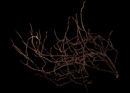 The intricately entwined withered branch of a bush is isolated against a black background.