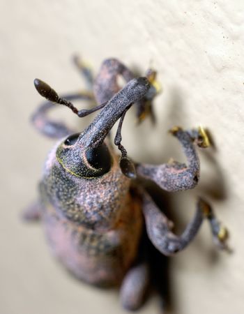 Macro of beetleの写真素材