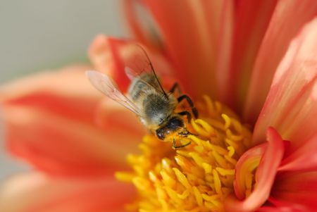 A close-up of the bee on the red flowerの写真素材
