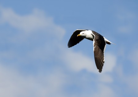 Flying gullの写真素材