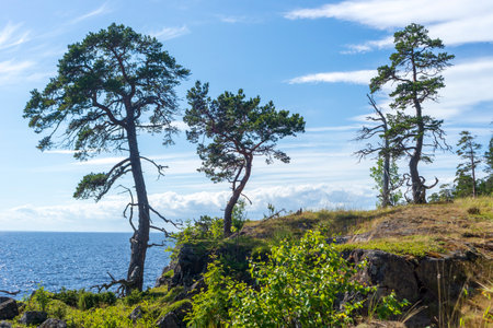 Pine trees on the coast of Ladoga Lake, Valaam islandの写真素材