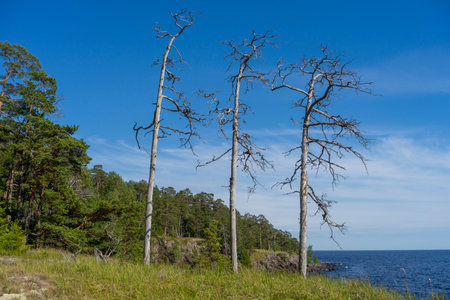 Dead trees on the shore of Lake Ladoga, Valaam, Russiaの写真素材