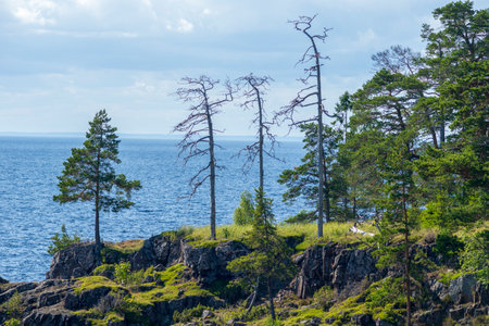 Lonely pine trees on the edge of a cliff on Ladoga Lakeの写真素材