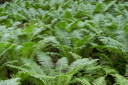 A glade overgrown with fernsの写真素材