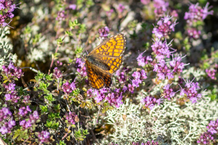Close-up of a butterfly on violet flowers on a sunny summer day. Valaam Islandの写真素材