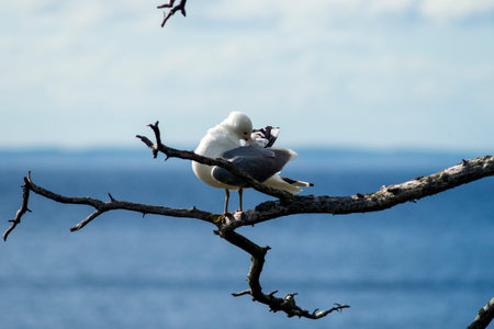 Seagull on a pine branch brushing its feathers on Lake Ladoga background.の写真素材