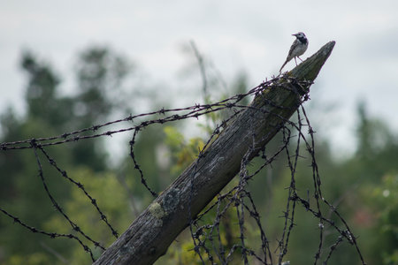 A bird perched on a barbed wire fence on Valaam Island during the Summerの写真素材