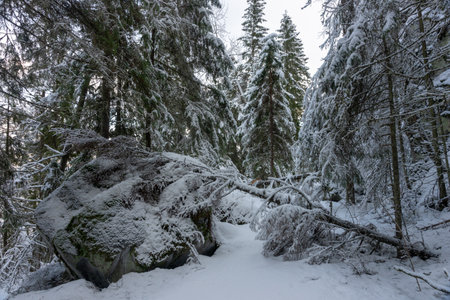A fallen tree covered with frost and snow in a winter forest on Valaam Islandの写真素材