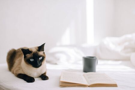 The cat lies on the bed and looks out the window next to an open book and stands a cup of coffee or teaの写真素材