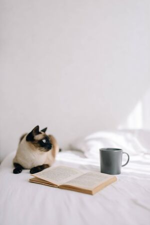 The cat lies on the bed and looks out the window next to an open book and stands a cup of coffee or tea. Vertical photoの写真素材
