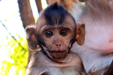 Portrait of a sad cub monkey in the jungle, Southeast Asia, Cambodia