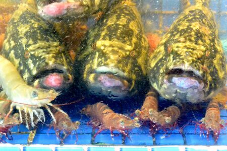 Selling sea Reef Stonefish and shrimp in an aquarium market, Sihanoukville, Cambodia, Southeast Asia
