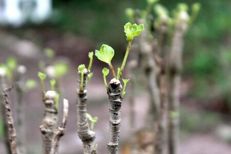 Green leaves on old branches of bushes 1の写真素材