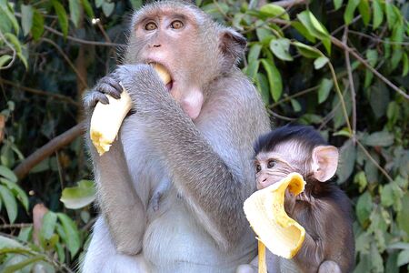 two monkeys mom and cub eat bananas grey yellow green cambodia thailand india asia.の写真素材
