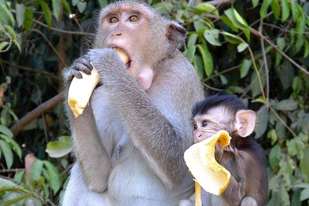 two monkeys mom and cub eat bananas grey yellow green cambodia thailand india asia.