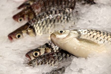 lake fish in ice on a store counter fish market in cambodia