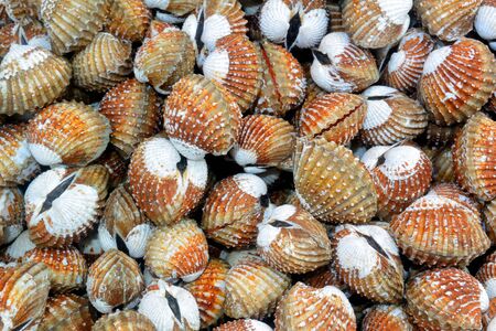 Gray-orange mollusks at the Gulf of Thailand Seafood Market, Sihanoukville, Cambodiaの写真素材