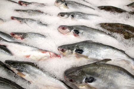Fresh chilled fish at the supermarket counter 1, Phnom Penh, Cambodiaの写真素材