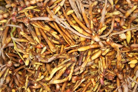 The roots of Kaempferia pandurata or Boesenbergia rotunda are marketed in Phnom Penh, Cambodia.の写真素材