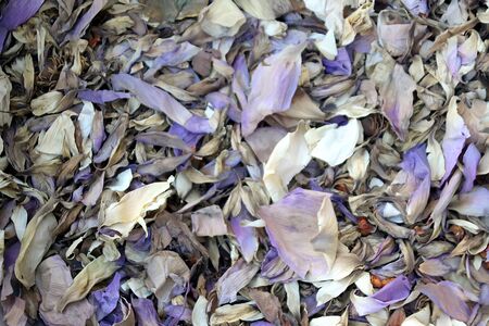 2 Dried Clitoria Ternatea Asian pigeonwingsの写真素材