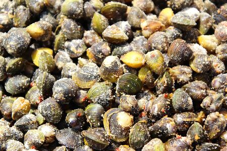 2 Sun-dried clams with salt and pepper
