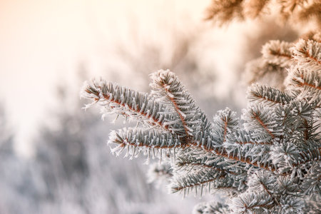 Christmas tree  on a winter morningの写真素材