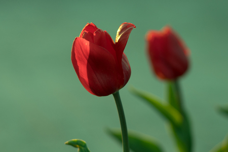 red tulips grow on the groundの写真素材