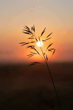beautiful summer sunset in the field, orange sun over a field with grassの写真素材