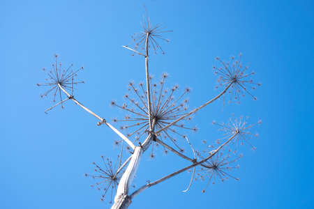 dry hogweed against the skyの写真素材