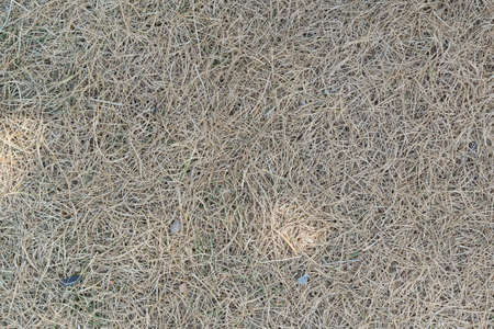 dry gray grass texture outsideの写真素材