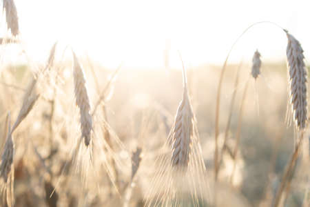 spikelets of grass in summer at sunsetの写真素材